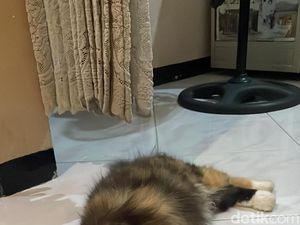 8 Tanda Kucing Sedang Kesakitan dan Perkiraan Penyebabnya 8 Tanda Kucing Sedang Kesakitan dan Perkiraan Penyebabnya