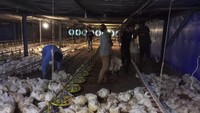 Biang Kerok Harga Ayam Hidup Anjlok