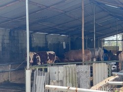 Menelusuri Peternakan Sapi di Lembang yang Dicap Cemari Cikapundung