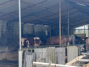 Menelusuri Peternakan Sapi di Lembang yang Dicap Cemari Cikapundung Menelusuri Peternakan Sapi di Lembang yang Dicap Cemari Cikapundung