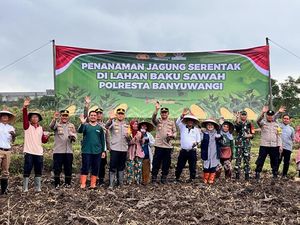 Polresta Banyuwangi Tanam Jagung Bersama Petani di Lahan 5 Hektare Polresta Banyuwangi Tanam Jagung Bersama Petani di Lahan 5 Hektare
