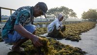 Dorong Industri Lokal, Rumput Laut Jadi Komoditas Andalan