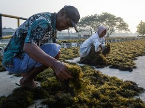 Dorong Industri Lokal, Rumput Laut Jadi Komoditas Andalan Dorong Industri Lokal, Rumput Laut Jadi Komoditas Andalan