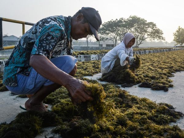 Dorong Industri Lokal, Rumput Laut Jadi Komoditas Andalan