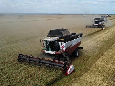 Ladang Gandum Warnai Awal Musim Panen di Rostov