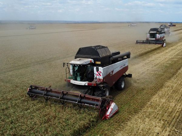 Ladang Gandum Warnai Awal Musim Panen di Rostov