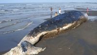 Paus Sperma Mati Terdampar di Pantai Situbondo