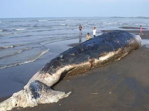 Paus Sperma Mati Terdampar di Pantai Situbondo Paus Sperma Mati Terdampar di Pantai Situbondo