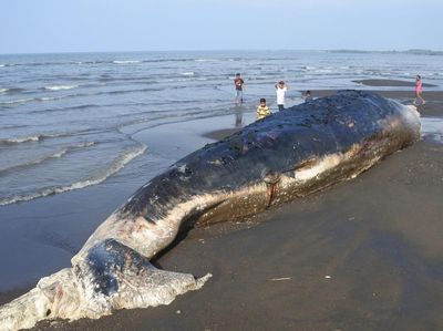 Paus Sperma Mati Terdampar di Pantai Situbondo