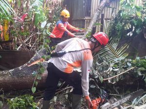 Pohon Tumbang Timpa Rumah dan Tutup Jalan di Karangasem Pohon Tumbang Timpa Rumah dan Tutup Jalan di Karangasem