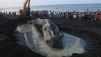 Bangkai Paus Sperma Dikubur di Pantai Situbondo