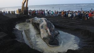 Bangkai Paus Sperma Dikubur di Pantai Situbondo