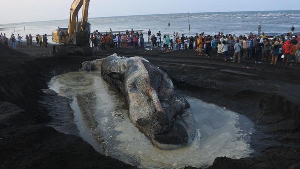 Bangkai Paus Sperma Dikubur di Pantai Situbondo