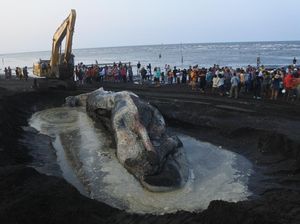 Bangkai Paus Sperma Dikubur di Pantai Situbondo Bangkai Paus Sperma Dikubur di Pantai Situbondo