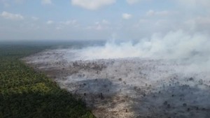 139 Hektare Lahan di Jambi Terbakar, Potensi Meluas Cukup Tinggi