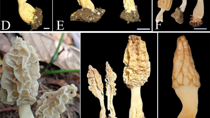 Wow! Morel Langka Ditemukan di Rinjani, Aman Dikonsumsi?