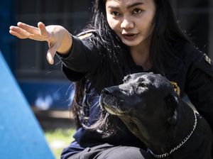 Bea Cukai Latih Anjing Pelacak Deteksi Barang Terlarang di Jateng-DIY
