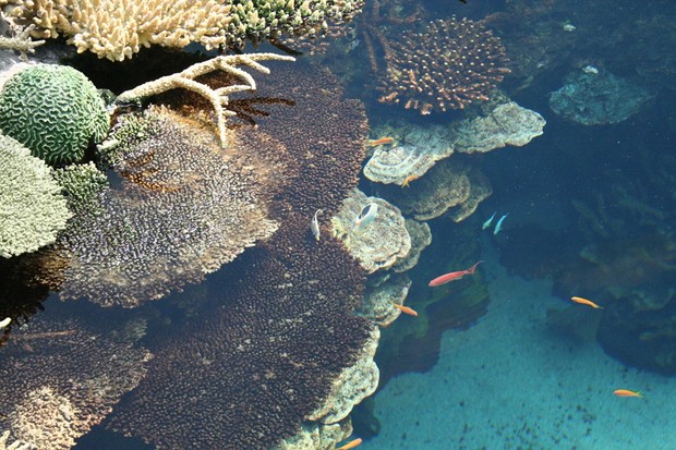 Ilustrasi Biota Laut/Foto: Freepik.com/wirestock