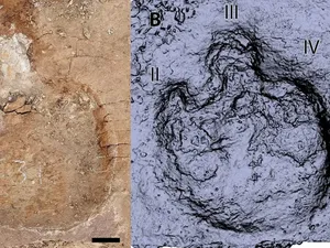 Jejak Kaki Dinosaurus Ungkap Situasi Mengerikan 76 Juta Tahun Silam