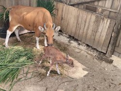Kelahiran Banteng Jawa di Pusat Reintroduksi Banteng Jawa Pangandaran