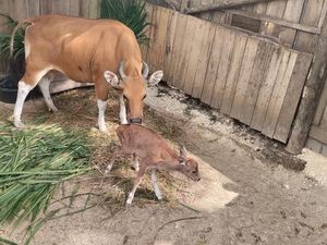 Kelahiran Banteng Jawa di Pusat Reintroduksi Banteng Jawa Pangandaran Kelahiran Banteng Jawa di Pusat Reintroduksi Banteng Jawa Pangandaran