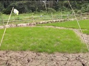 Kemarau Panjang, Warga Krayan: Kami Tiap Hari Lihat Langit Berharap Hujan Kemarau Panjang, Warga Krayan: Kami Tiap Hari Lihat Langit Berharap Hujan