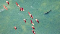 Jawara Kontes Foto Mangrove, Banyak dari Indonesia