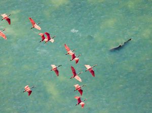 Jawara Kontes Foto Mangrove, Banyak dari Indonesia
