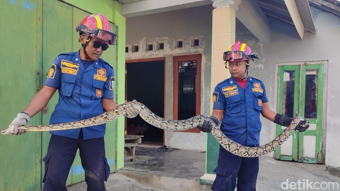 Waspada! Ular Sering Mampir? Ini Jurus Ampuh Bikin Rumah Aman