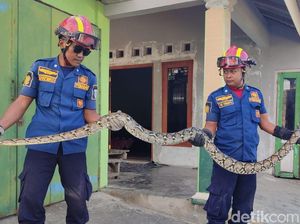 5 Jenis Ular yang Sering Masuk Rumah, Ini Cara Mencegahnya 5 Jenis Ular yang Sering Masuk Rumah, Ini Cara Mencegahnya