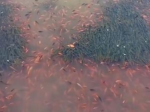 Viral Banyak Ikan di Danau Toba Mendadak Mati, Ini Kata Dinas LHK Sumut Viral Banyak Ikan di Danau Toba Mendadak Mati, Ini Kata Dinas LHK Sumut