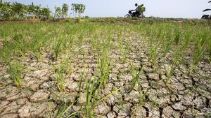 Kekeringan Ancam Sawah Tadah Hujan di Indramayu