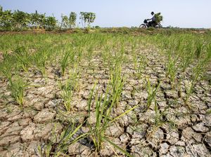 Kekeringan Ancam Sawah Tadah Hujan di Indramayu