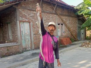 Kobra Jawa Keluar-Masuk Rumah di Balak Klaten, Ternyata Ganti Kulit Kobra Jawa Keluar-Masuk Rumah di Balak Klaten, Ternyata Ganti Kulit