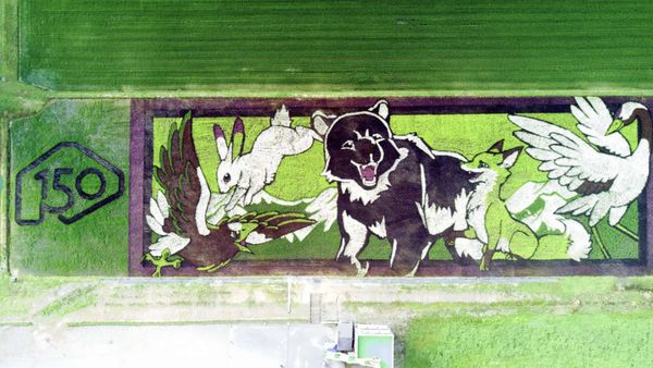 Bukan Hijau Polos, 8 Potret Sawah di Hokkaido Ini Punya Desain Artsy