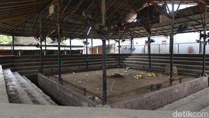 Potret Arena Tajen Berdarah yang Tewaskan Joki Ayam