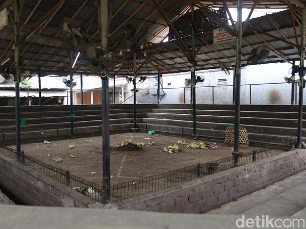 Potret Arena Tajen Berdarah yang Tewaskan Joki Ayam