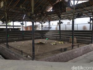 Joki yang Tewas Diserang Ayam Aduan di Arena Tajen Tinggalkan 3 Anak Joki yang Tewas Diserang Ayam Aduan di Arena Tajen Tinggalkan 3 Anak