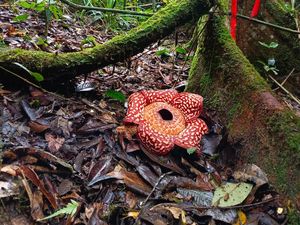 Rafflesia Pricei, Kembang Desa Wisata di Perbatasan Indonesia-Malaysia Rafflesia Pricei, Kembang Desa Wisata di Perbatasan Indonesia-Malaysia
