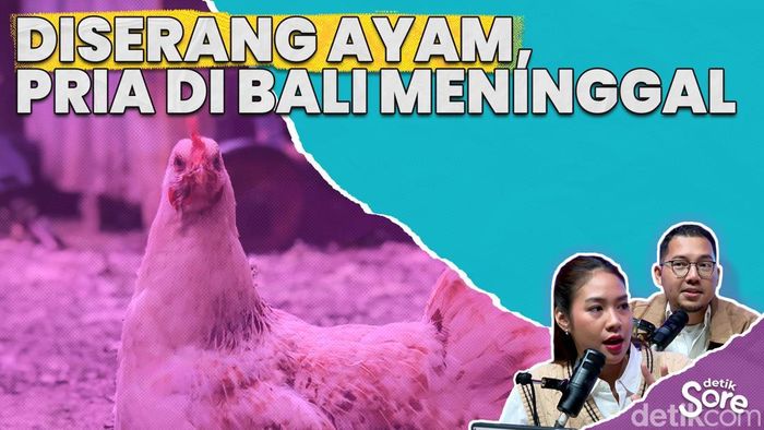 Ke mana Arah Budaya Ayam Tajen Pulau Dewata?