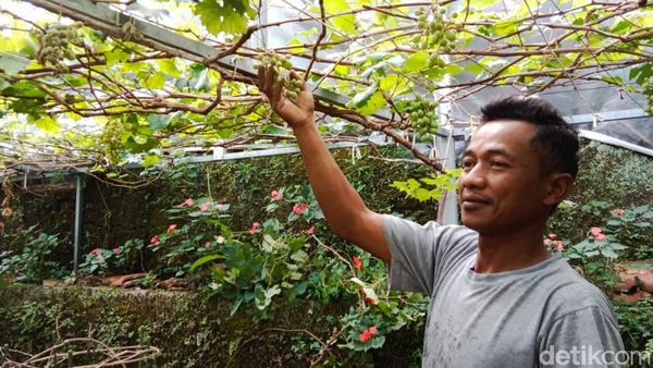 Potret Kampung Anggur di Balik Gang Sempit di Cimahi