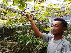 Potret Kampung Anggur di Balik Gang Sempit di Cimahi Potret Kampung Anggur di Balik Gang Sempit di Cimahi