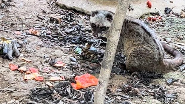Kondisi sangkar Musang Luwak di Medan Zoo terlihat  sarat  dengan kulit pisang kering yang telah mengering. (Kartika Sari/detikSumut)
