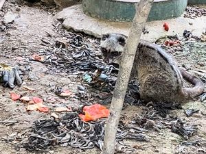 Video: Heboh Kondisi Kandang Medan Zoo Viral Tak Terawat