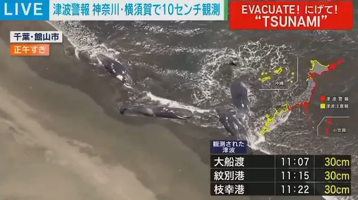 Gempa Rusia Bikin Jepang Siaga Tsunami, Kok Bisa Sampai Ada Paus Terdampar?