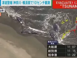 Buntut Tsunami Hantam Jepang, Sejumlah Paus Raksasa Terdampar di Pantai