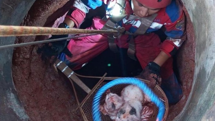 Dramatis! Tim Penyelamat Turun Sumur Dalam Selamatkan Kucing di Ciamis
