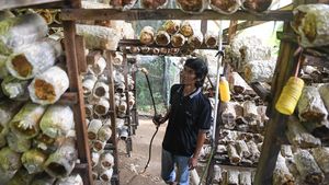 Petani Jamur Tiram di Kaltim Raup Cuan dari Lahan Sempit