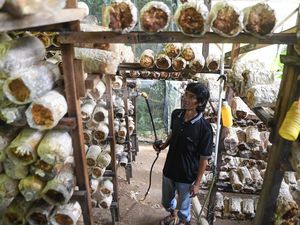 Petani Jamur Tiram di Kaltim Raup Cuan dari Lahan Sempit