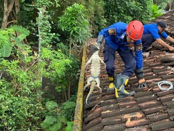 Warga Wates Bingung Ada Suara Gedebuk di Atap, Ternyata Biawak Ngumpet